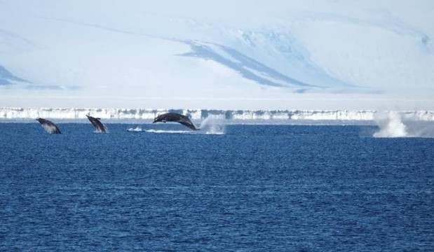 Rare sighting of 'elusive' Arnoux's beaked whales at Scott Base in Antarctica