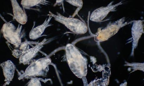 Why the tiny copepod is an unsung climate hero