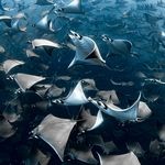 Ocean Photographer of the Year Winners and Finalists 2020