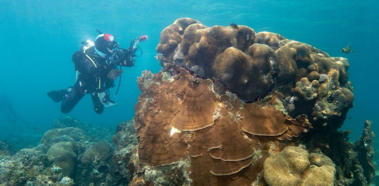 These underwater photos show Norfolk Island reef life still thrives, from vibrant blue flatworms to soft pink corals