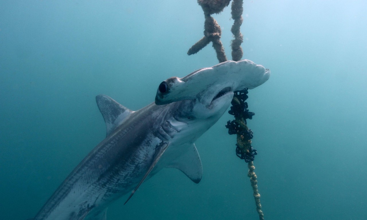 Vast majority of sharks caught in Great Barrier Reef drum lines died, despite tribunal's orders