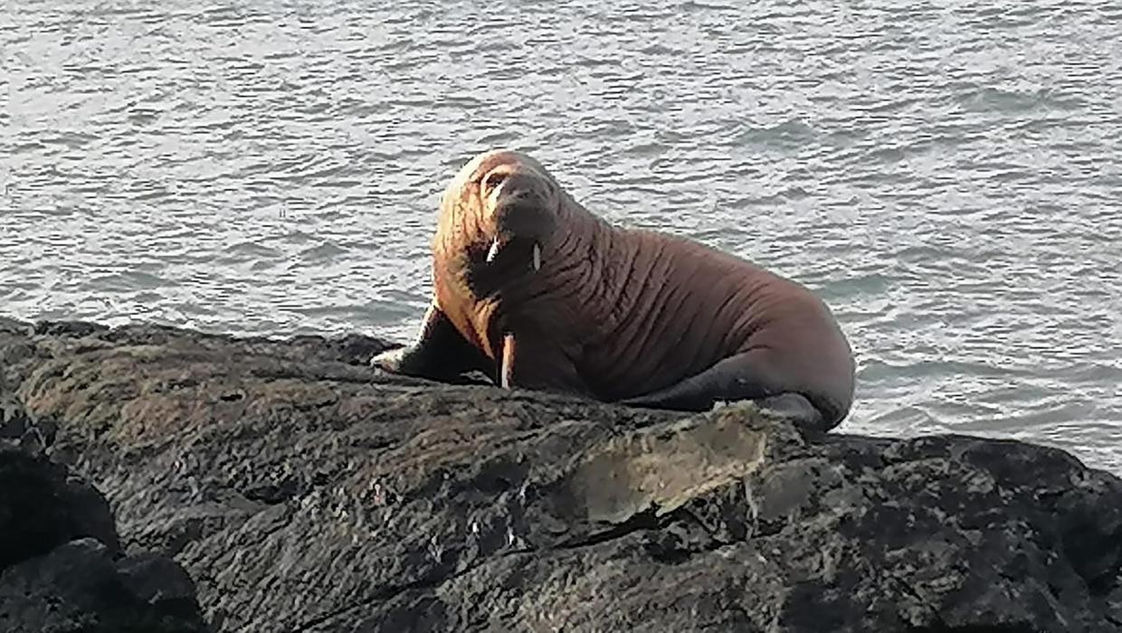 First ever sighting of a walrus in Ireland after it is thought to have drifted across Atlantic after falling asleep on iceberg