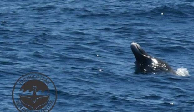 Rare Gingko toothed beaked whales spotted for first time in NZ waters