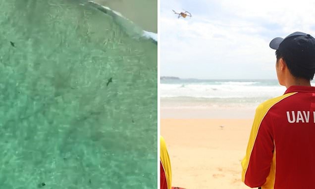 Lifesavers can apply for drones during to help prevent shark attacks