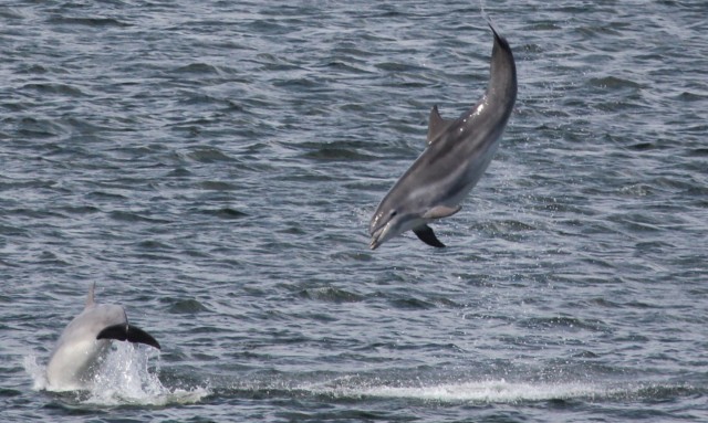 Aberdeen's Dolphin Watch to bow out with online festival next month | Press and Journal