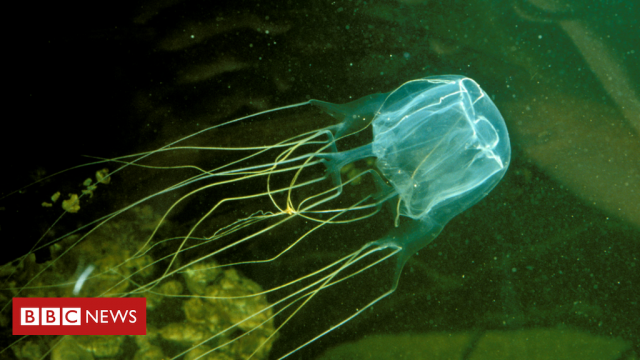 Box jellyfish: Australian teenager fatally stung on Queensland beach