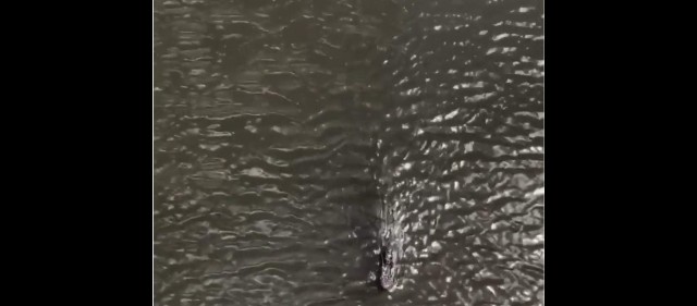 This video of a gator swimming with a shark is the most Florida thing we’ve seen today