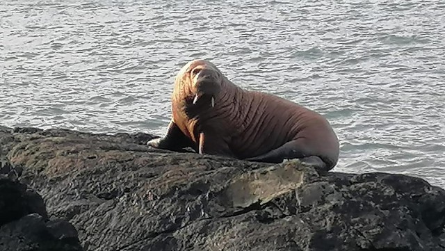 First ever sighting of a walrus in Ireland after it is thought to have drifted across Atlantic after falling asleep on iceberg