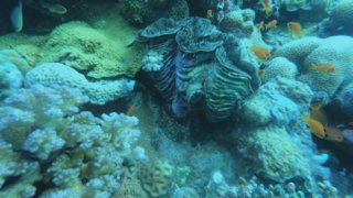 Sudan's coral reefs: Locals hope tourism can protect marine life