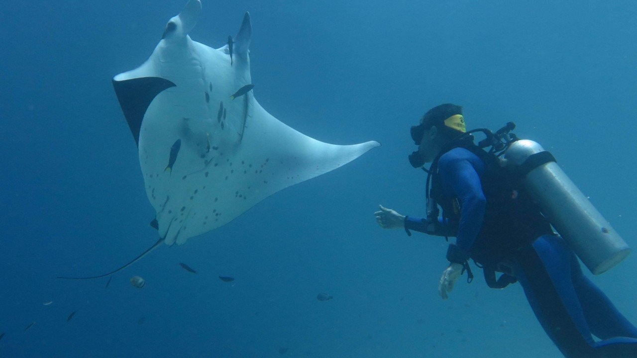 ‘I am terrified by what I see’: marine ecologist on a life devoted to coral reef conservation, and the unfolding biodiversity catastrophe