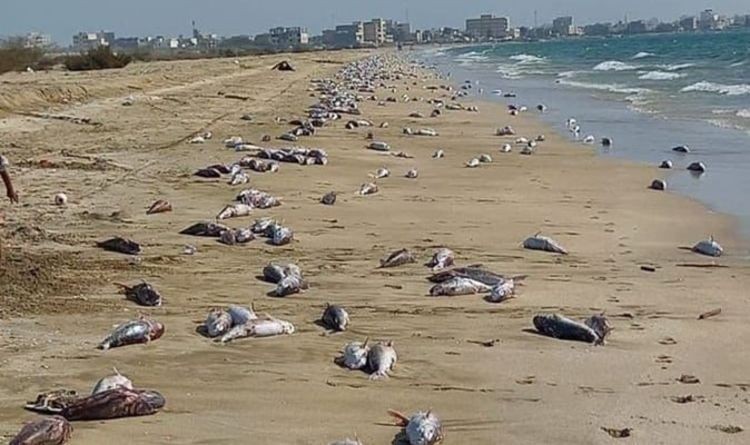 Chilling footage shows thousands of dead fish - 'What China doesn't want you to know'