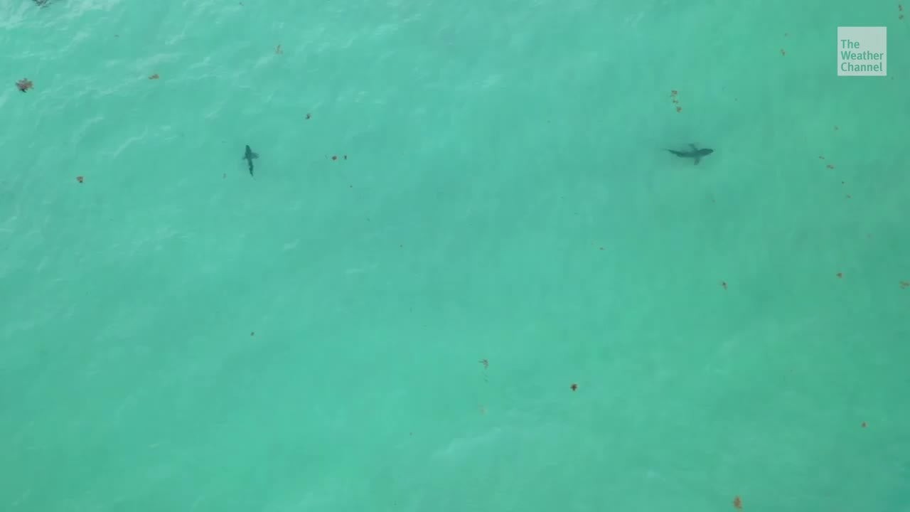 Florida Shark Attacks Linked to Large Shark Migration? - Videos from The Weather Channel | weather.com