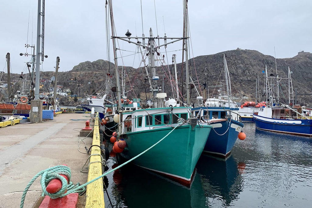 ‘It’s more than just a fish:’ Scientists worry cod will never come back in Newfoundland - Nanaimo News Bulletin