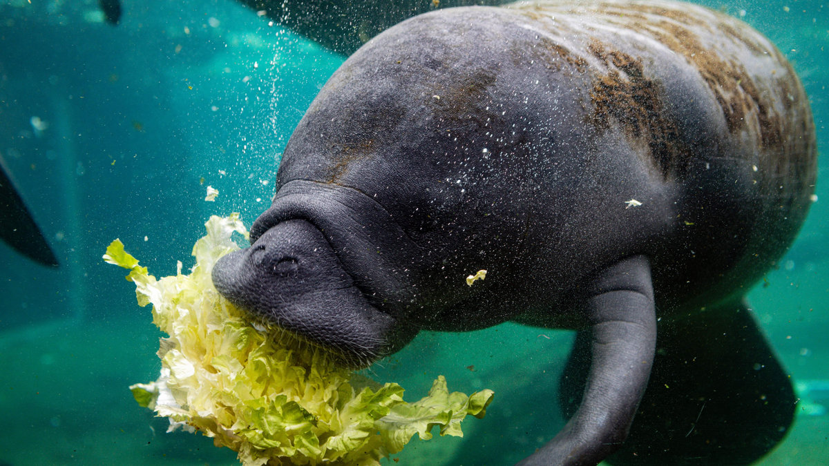 Florida Desperately Feeding Lettuce to Manatees to Stop Mass Starvation