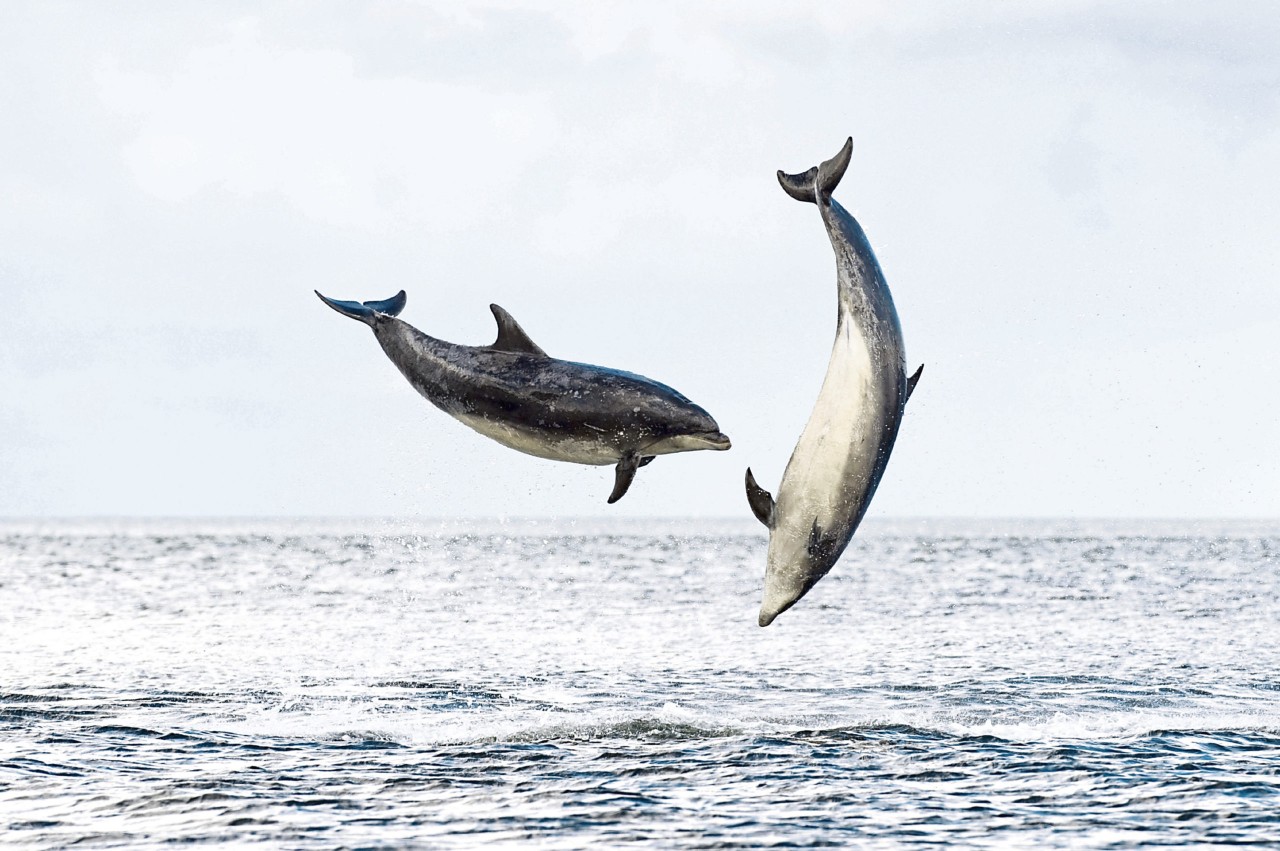 Call to ban fishing nets that kill hundreds of dolphins and porpoises