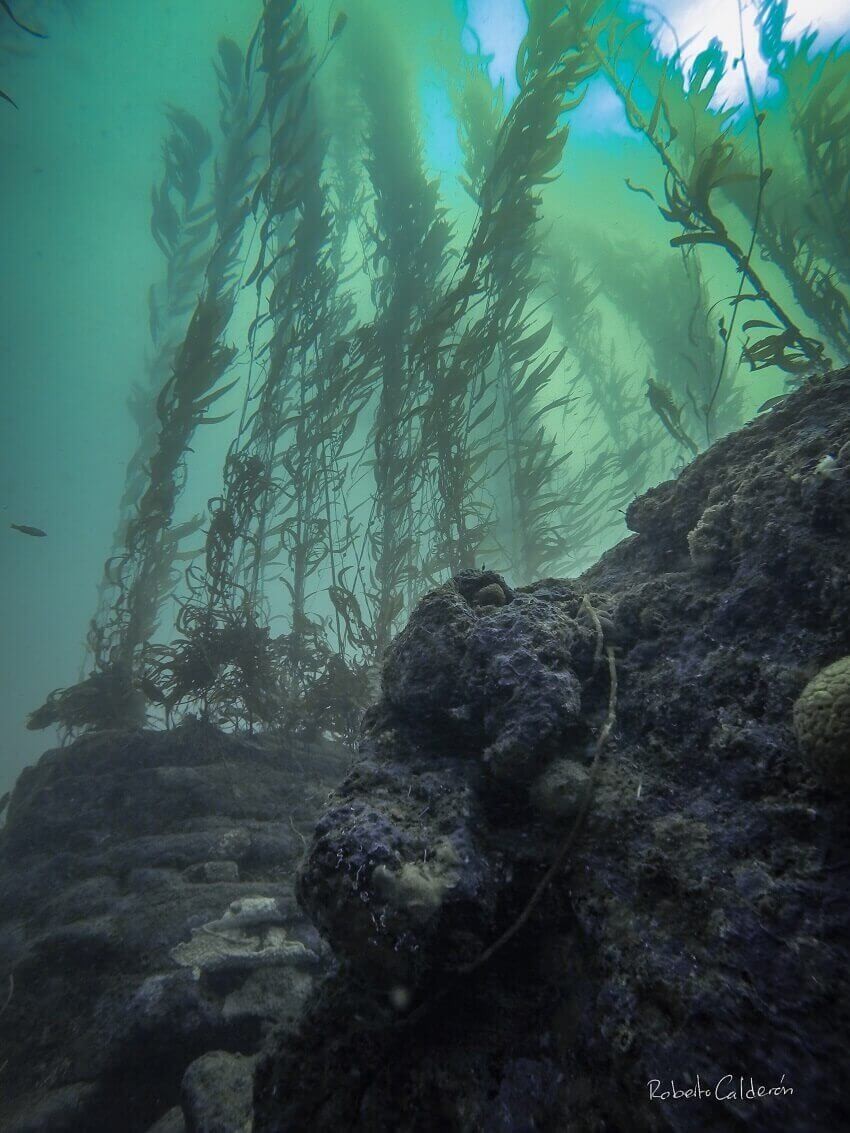 Giant map of giant kelp forests