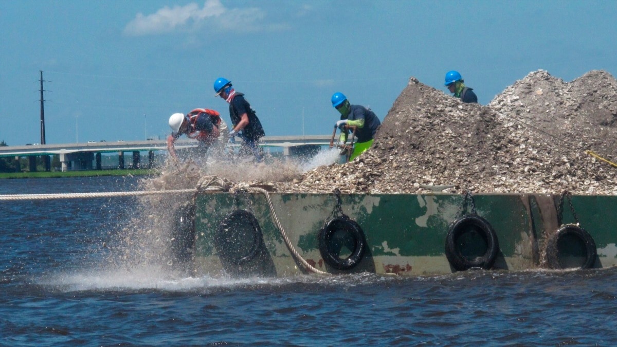 Oyster Shells Help to Rebuild Shorelines