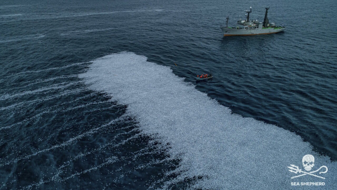 Floating carpet of dead fish highlights France’s ‘lax’ attitude about overfishing