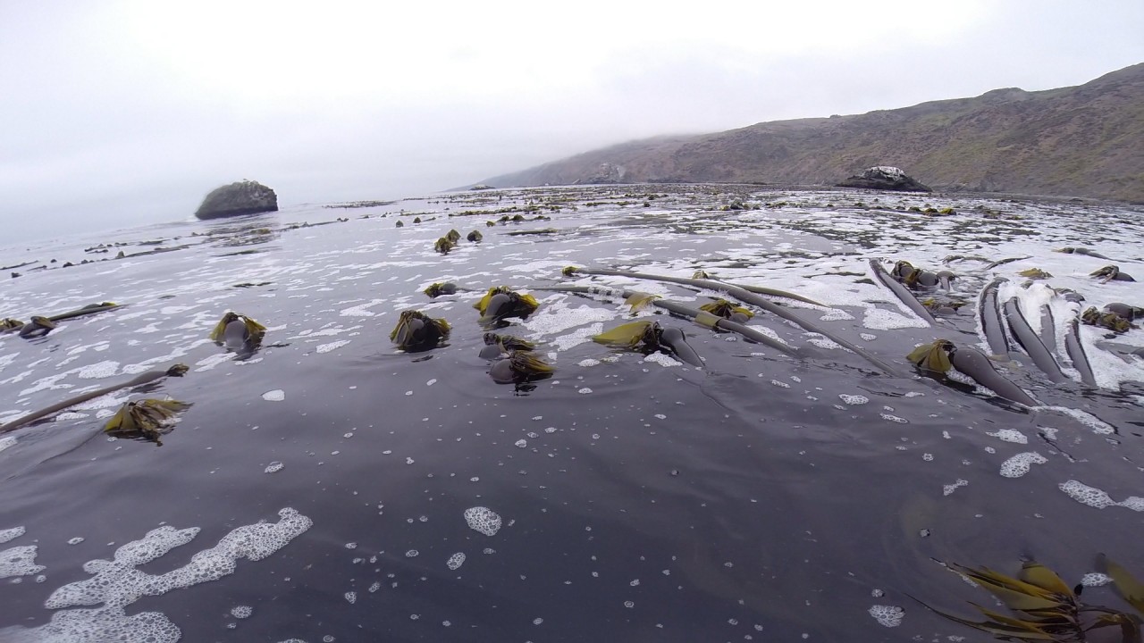 Kelp Forests Surge Back on Parts of the North Coast, with a Lesson About Environmental Stability