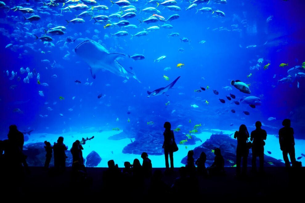 Our readers voted these the 10 best aquariums in the United States