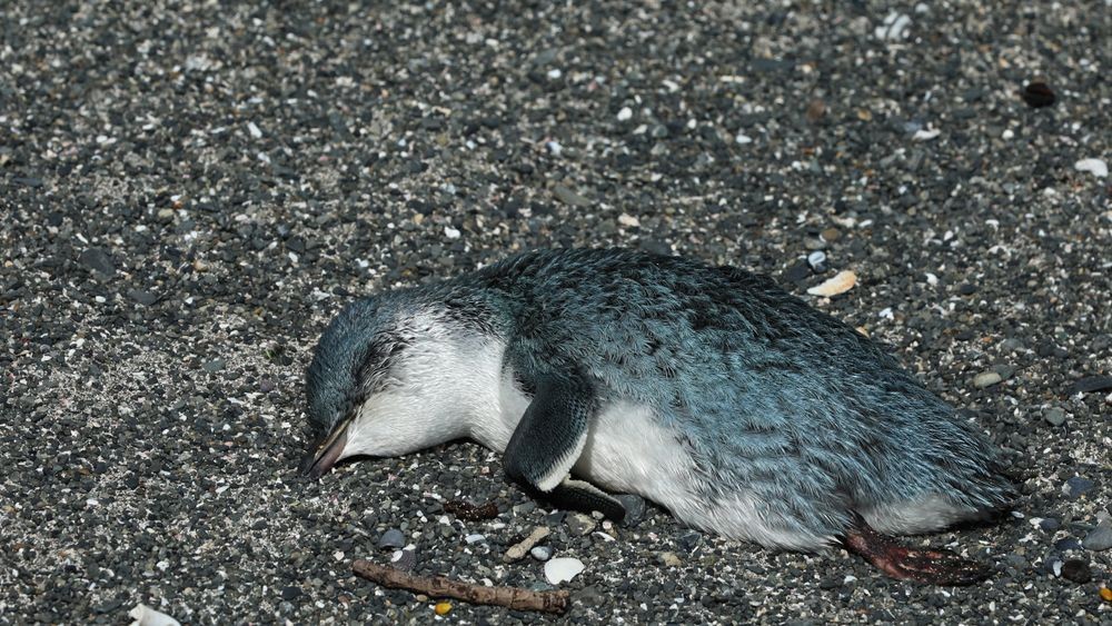 Hundreds of the world's smallest penguins have mysteriously washed up dead. What killed them?