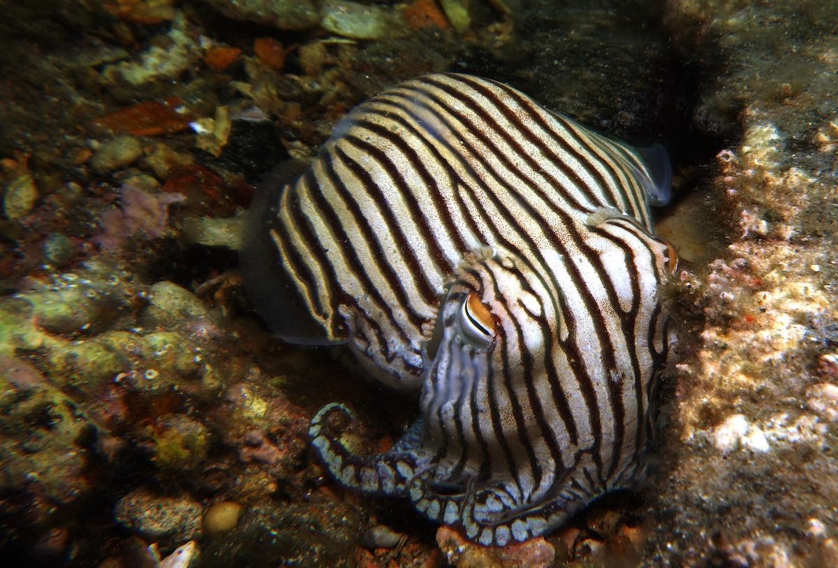 Meet the Striped Pyjama Squid