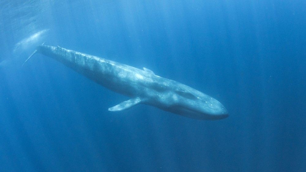 Nuclear bomb detectors uncover secret population of blue whales hiding in Indian Ocean