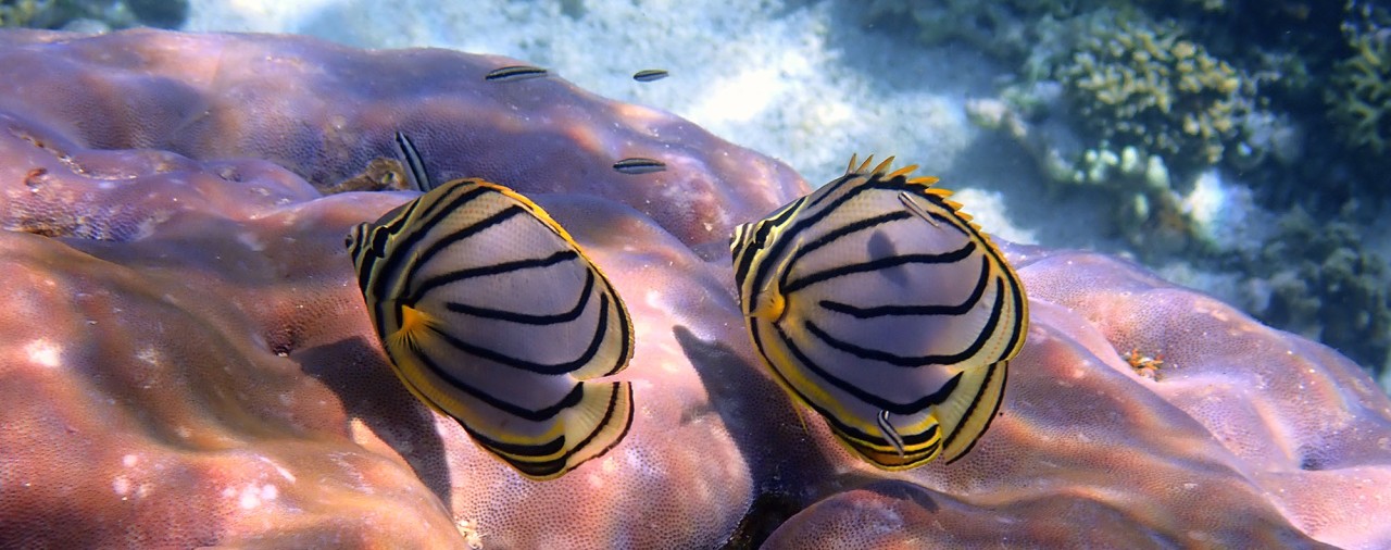 Ocean Animals Who Spark Joy by Tidying Up