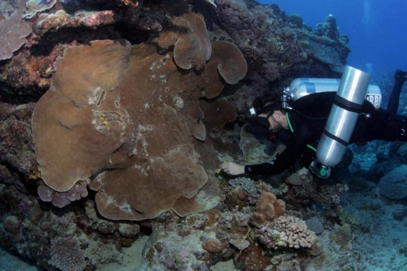 Understanding hidden diversity on coral reefs key to conservation