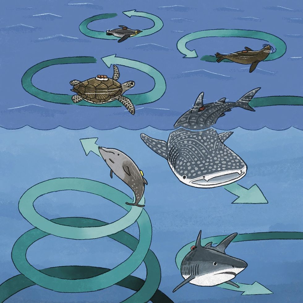Why do some marine animals swim in circles or spirals?