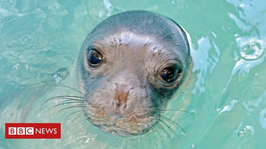 Greece seeks spear fisher who killed famous seal