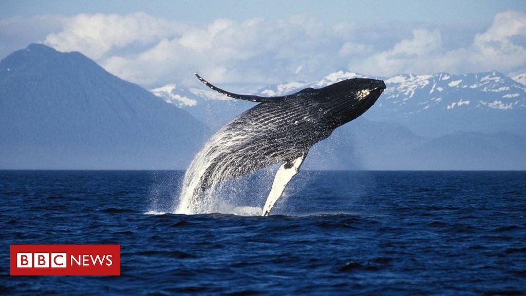 Why whales in Alaska have been so happy