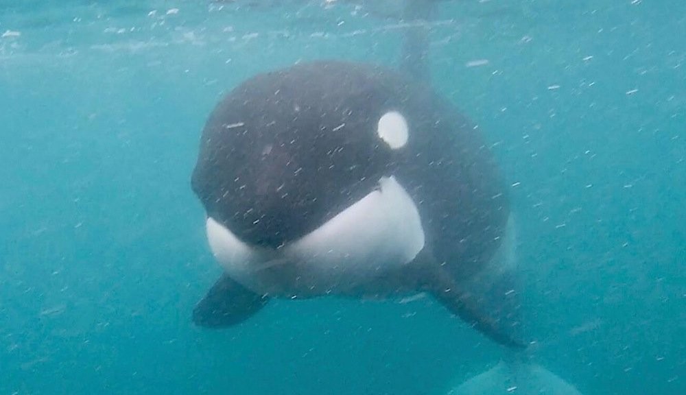 Orcas greet swimmer face to face; ‘They were speaking to me’