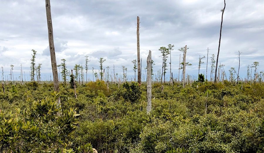 Sea Level Rise Is Creating Ghost Forests That are Visible From Space