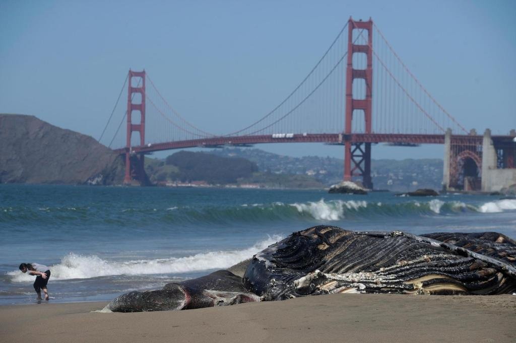5th dead whale found in less than month near SF Bay