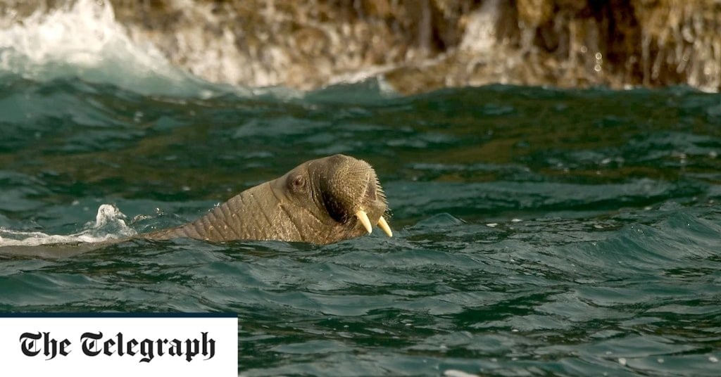 There’s Wally – Arctic walrus that visited Wales becomes first of its kind to reach Cornwall