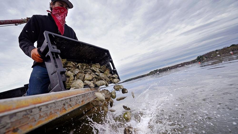 How the global pandemic has saved five million oysters