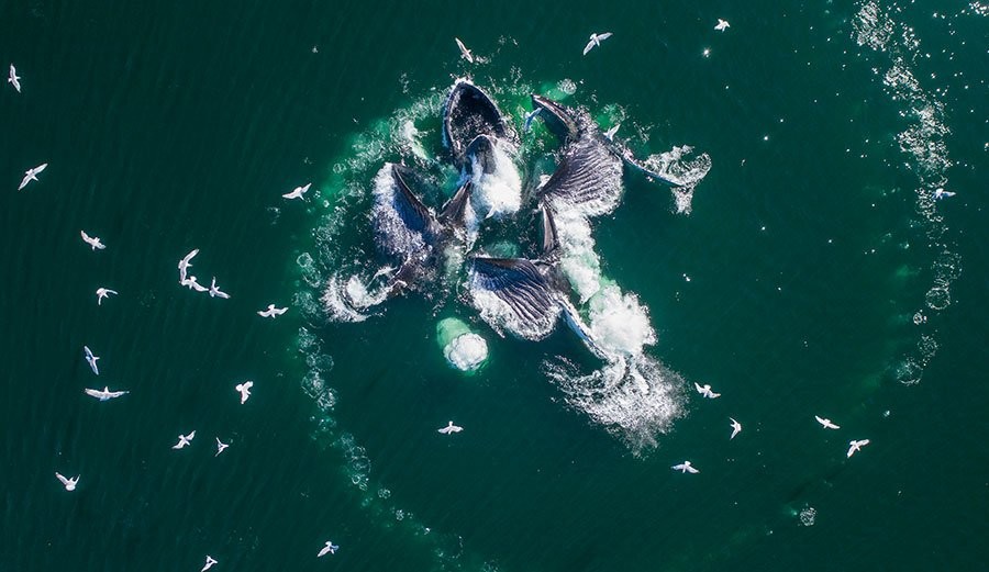 Amazing Footage of Humpback Whales Spotted 'Bubble-Net Feeding' for the First Time in Australia