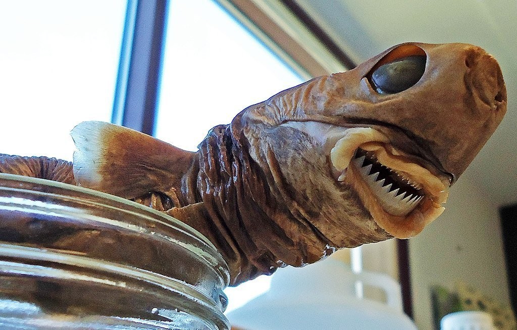 Tiny But Fearless Cookie-Cutter Sharks Will Bite Even Nuclear Submarines