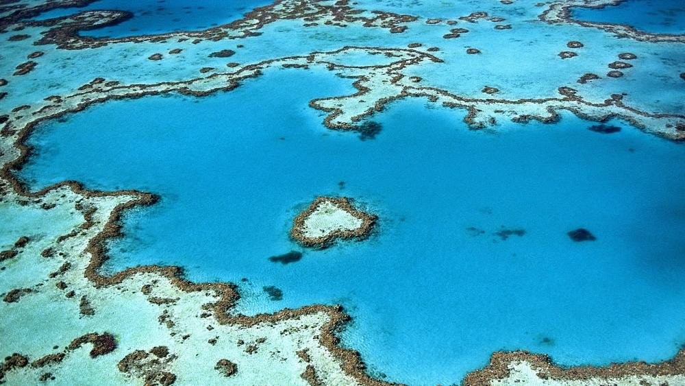 ‘Last chance’ to save coral reefs: scientists warn of climate tipping point