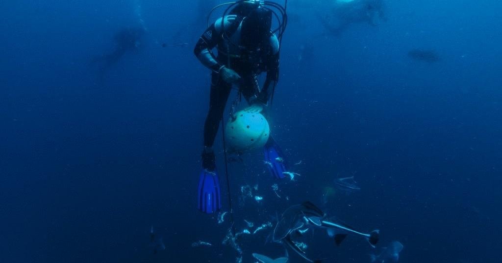 Spectacular: Come along South Africa's breathtaking 'sardine run' | Africanews