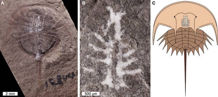 How a 310-million-year-old brain works