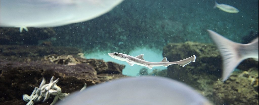 A Baby Shark Born in an All-Female Tank Could Be The First Case of a ‘Virgin Birth’ For Its Species