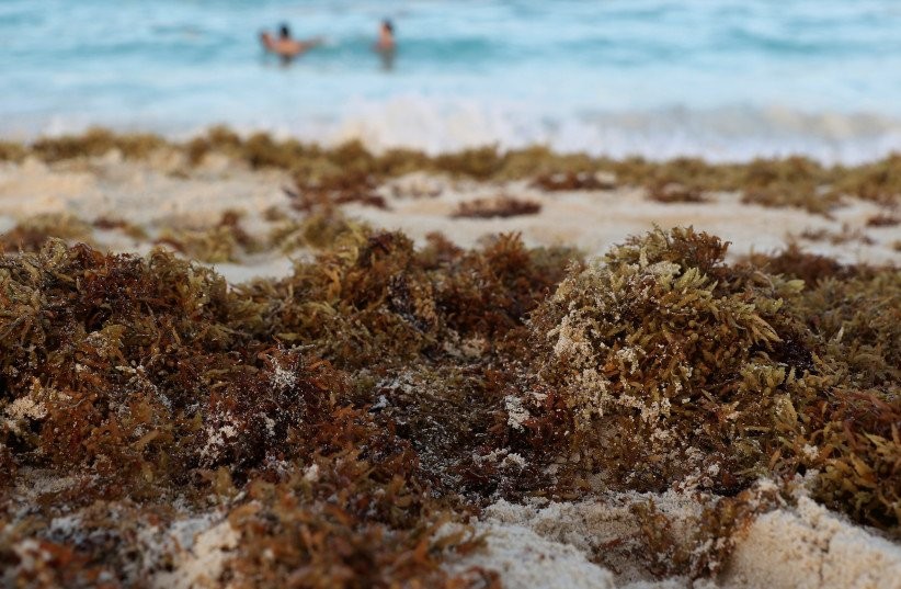 Seaweed farms significantly reduce nitrogen, pollution - TAU study