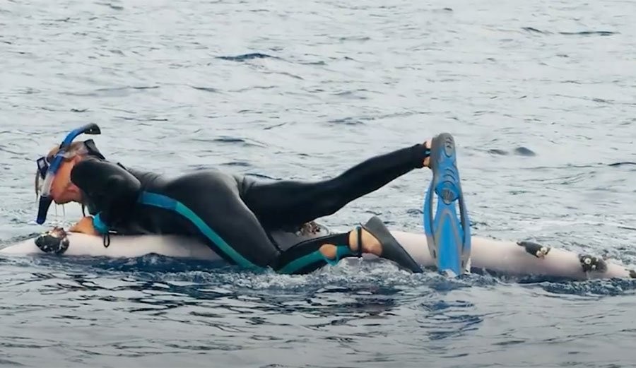 The Heartwarming Story of How a Humpback Whale Saved a Scientist from a Tiger Shark