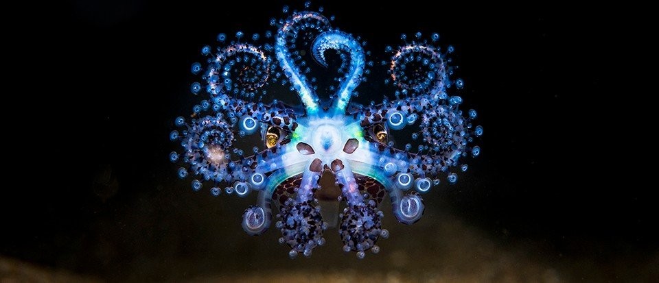 Glowing alien squid is the star attraction in the Ocean Photography Awards 2021