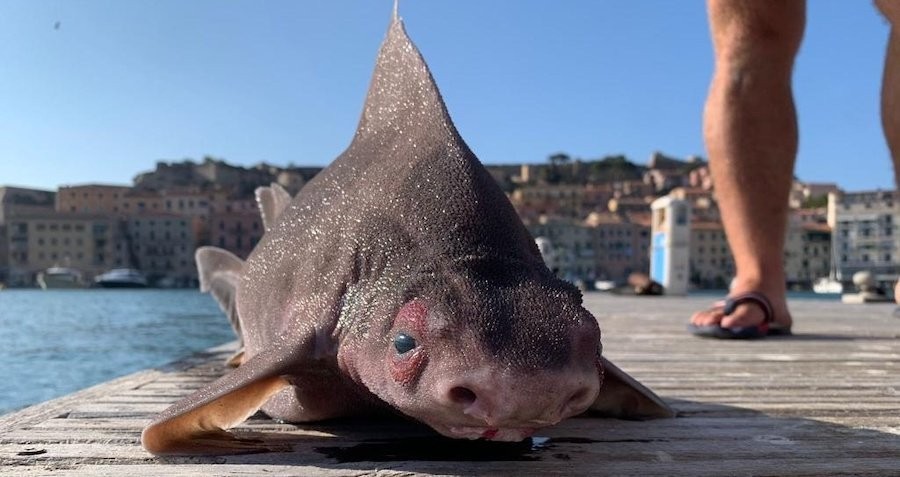 This Bizarre Pig-Faced Shark Was Just Pulled Out Of The Mediterranean Sea