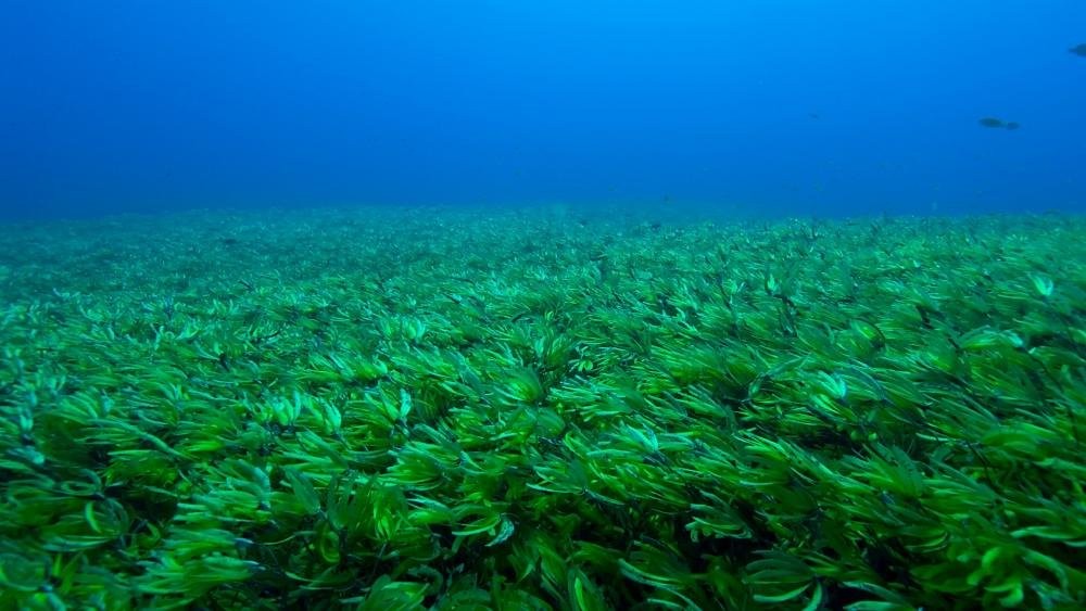 Seagrass: The plant that removes carbon 30 times faster than a rainforest