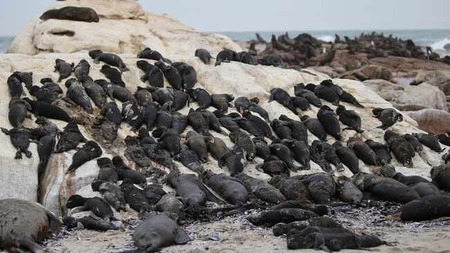 Large number of Cape fur seals die-off along the West Coast