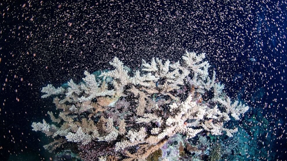Australia’s Barrier Reef erupts in color as corals spawn